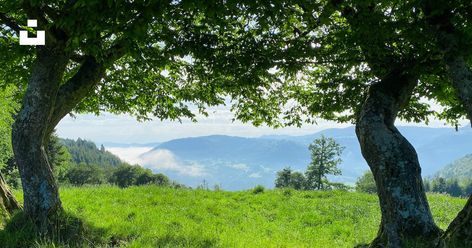 Field With Trees, Creative Commons Images, Picture Tree, Grassy Field, Grass Field, Tree Images, Sky View, Background Photo, Big Tree