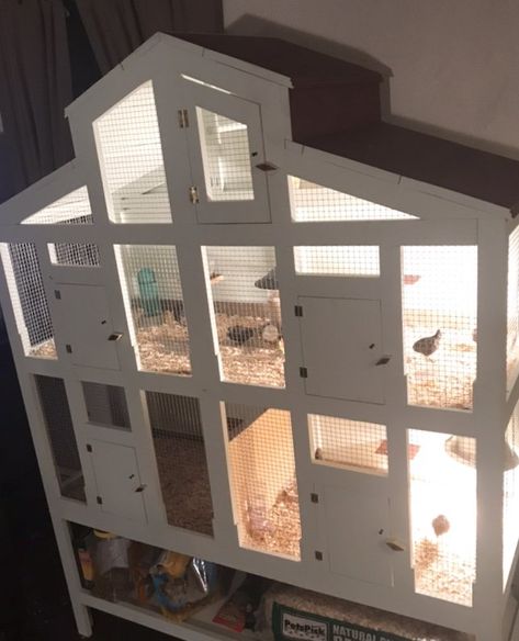 indoor quail pen Indoor Quail, Quail Coop Ideas Diy, Quail Pen, Quail House, Button Quail, Quail Coop, Best Pen, Chicken Accessories, Cute Chicken Coops