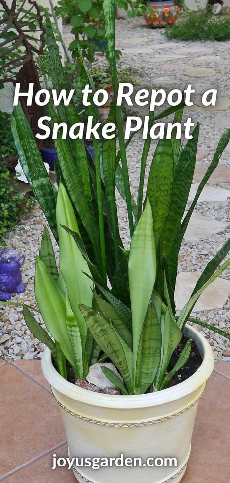 How To Repot Snake Plants, Snake Plant Soil, Repotting Snake Plant, Snake Plant Decor, Snake Plant Indoor, Snake Plant Propagation, Snake Plant Care, Household Plants, Plants Care