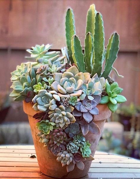 Succulent Plants Indoor, Repot Succulents, Succulent Projects, Succulent Rock Garden, Succulent Containers, Succulent Ideas, Succulent Garden Design, Succulent Garden Diy, Plants Succulents