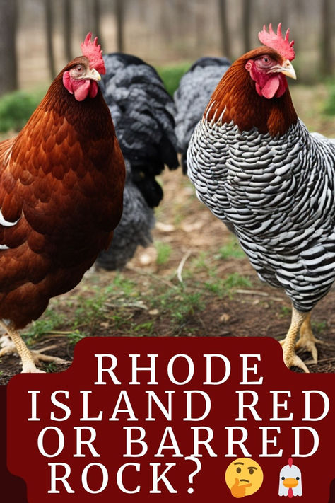 Torn Between Rhode Island Red And Barred Rock Chickens? Compare Their Personalities, Egg Laying, And Care Needs To Choose Your Perfect Backyard Buddy. 🐓🎯 #RhodeIslandRedVsBarredRock #ChickenBreeds #BackyardChickens #PoultryChoice #Homesteading #ChickenFarm #EggLayers #ChickenCare #PoultryPersonality #FarmLife #ChickenKeeping #HenHouse #ChickenTips #SustainableLiving #RuralLife #ChickenLove #CountryLiving #CoopGoals #Farmyard #AnimalHusbandry #FeatheredFriends Rhode Island Red Chickens Eggs, Rhode Island Red Rooster, Barred Rock Chickens, Rhode Island Red Chickens, Barred Rock, Rhode Island Red, Plymouth Rock, Red Chicken, 40 Acres