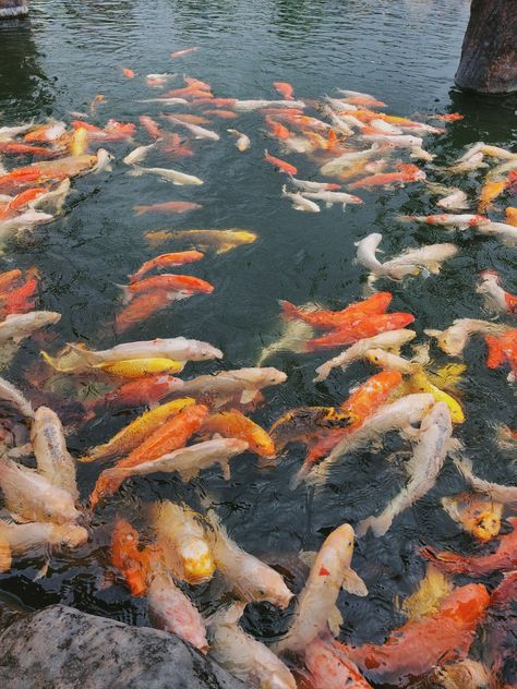 kolam ikan di pujon kidul!!! keren abiezzzz xixixixi Ikan Koi Aesthetic, Kolam Ikan Aesthetic, Kolam Aesthetic, Koi Wallpaper, Kolam Koi, Koi, Nct, Fish, Collage