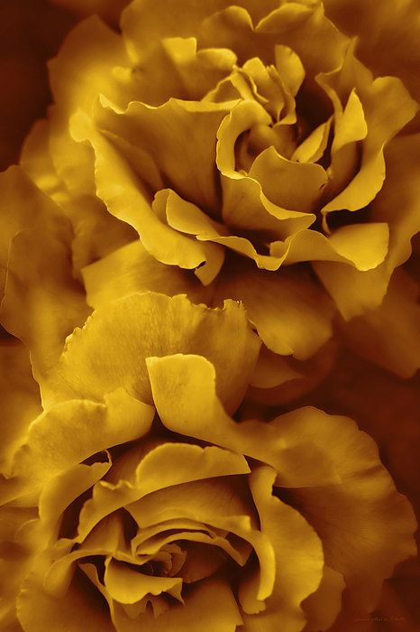 Platinum Grey, Vertical Design, Yellow Mustard, Yellow Aesthetic, Blue Roses, Feeling Blue, Rose Flowers, Mellow Yellow, Shades Of Yellow