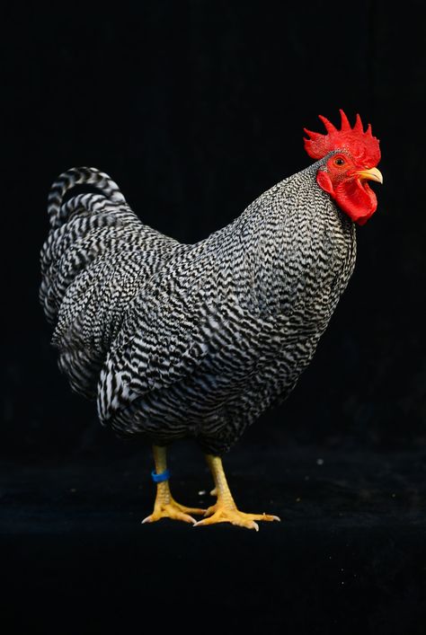 Animal Farm Aesthetic, Cute Chicken Aesthetic, Aesthetic Chicken, Plymouth Rock Chicken, Black And White Chickens, Chicken Aesthetic, Poultry Business, Chicken Wallpaper, Chicken Drawing