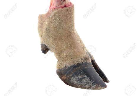 Cow Hoof, Ren Fair Costume, Cow Hooves, Cow Sketch, Animal Study, Ren Fair, Baby Cow, Animal Anatomy