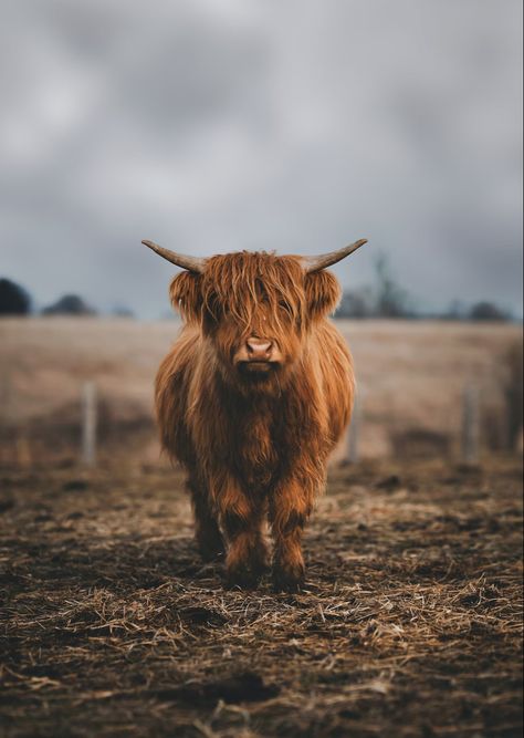 Aesthetic Highland Cow Wallpaper, Highland Cow Phone Wallpaper, High Land Cow Wallpaper, Country Athestic, Highland Cow Background, Hiland Cow, High Land Cow, Cute Fluffy Cow, Highland Cow Wallpaper