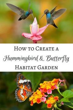 Create a hummingbird and butterfly habitat garden that will have these winged creatures flying around your yard all summer long! | hummingbird flowers | hummingbird garden | butterfly flowers | butterfly garden Butterfly Garden Plants, Funny Vine, Butterfly Habitat, Habitat Garden, Hummingbird Plants, Garden Butterfly, Attract Hummingbirds, Vertical Herb Garden, Butterfly Plants