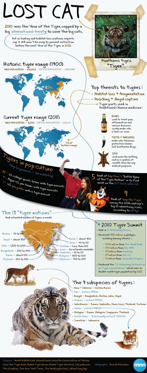 Tiger Infographic, Endangered Animals Project, Tiger Wild, Cat Infographic, Animal Infographic, Save The Tiger, Kitten Care, Lost Cat, Extinct Animals