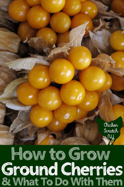 Learn how to grow ground cherries in your garden and discover a few new ground cherry recipes to make the most from your harvest #fruitgarden #growfruit #groundcherries Ground Cherry Recipes, Ground Cherries, Ground Cherry, Cherry Plant, Summer Gardening, Organic Vegetable Garden, Cherry Recipes, Fruit Stands, Organic Gardening Tips