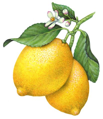 Botanical illustration of a lemon branch with two whole lemons, lemon flowers and leaves. Lemon Drawing, Lemon Branch, Lemon Flowers, Fruits Drawing, Lemon Art, Watercolor Fruit, Illustration Botanique, New Fruit, Lemon Decor