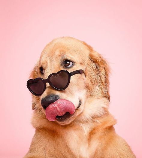 All Posts • Instagram Funny Dog Photography, Cute Dog Photography, Funny Dog Poses, Dog Post Instagram, Dog Wallpaper Funny, Pet Advertising, Dog Marketing, Animal Photoshoot, Animal Caricature