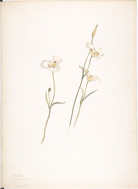 Sego Lilies, Chalocortus nutallii Tattoo Lily, Sego Lily, Vintage Flower Tattoo, Mariposa Lily, Orchid Drawing, Lilies Drawing, Lily Flower Tattoos, Lily Tattoo, Botanical Drawings