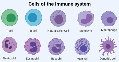 The immune system is made up of different immune organs and tissues located all over the body. The immune organs are categorized based on their functions and there are two ... Read more The post Cells of Immune System- Types and Examples appeared first on Microbe Notes. Langerhans Cell, T Cells, Adaptive Immune System, Clinical Chemistry, A Level Biology, B Cell, Defense Mechanisms, Body Cells, Biology Notes