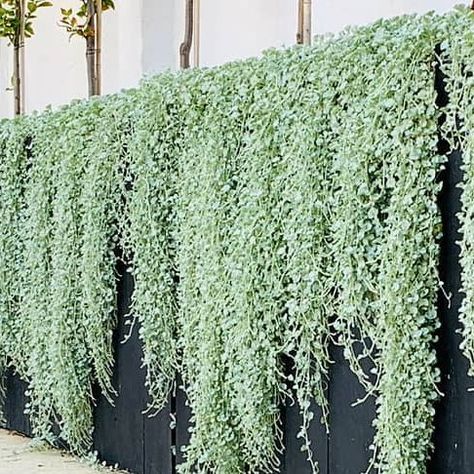 Denise Staffa | Landscape Designer Australia on Instagram: "Free falling into Monday!! ��😝 . . Sneaking site visit this morning at the West Leederville project 😍 Silver falls is going absolutely nuts 🤍🤍🤍 . Design @outsideinbydenise 🌿 ​Install @inex_pro_outdoor_living_" Falling Plants, Nuts Design, Silver Falls Dichondra, Wall Gardens, Deck Inspiration, Planter Garden, Silver Falls, Garden Inspo, Landscape Designer