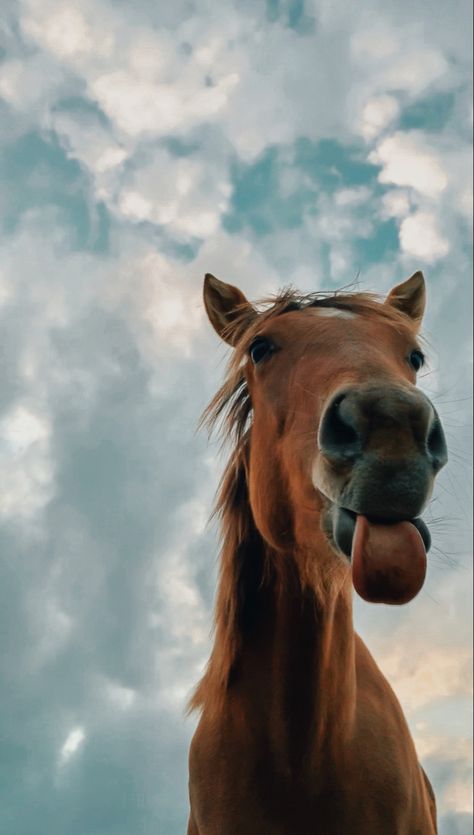 قلعة هاول المتحركة, Funny Horse Pictures, Cutee Animals, Cute Horse Pictures, Funny Horses, Horse Wallpaper, Horse Aesthetic, Animals Pictures, Baby Animals Pictures