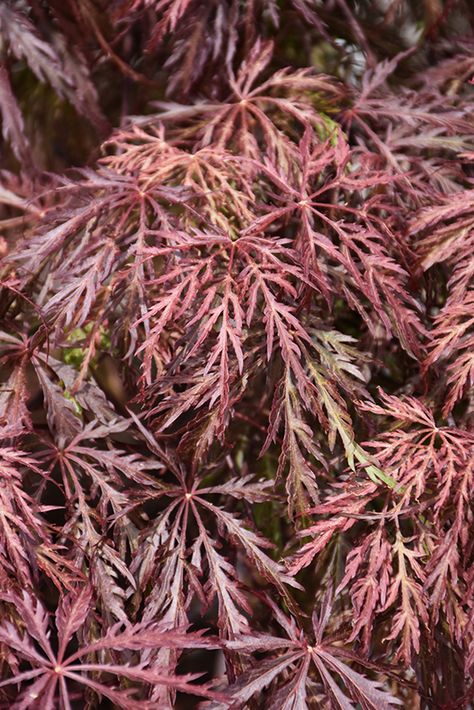 Velvet Viking Japanese Maple, Front Porch Planters, Porch Planters, Flower Pots Outdoor, Acer Palmatum, Outdoor Flowers, Japanese Maple, Trees And Shrubs, Planter Boxes