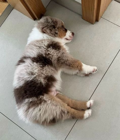 Aussie Love ❤️ Aesthetic Australian Shepherd, Mini Ausidoodle, Aussie Puppy, Aussie Doodle, Australian Shepherd Aesthetic, Mini Aussie Shepherd, Aussie Doodle Puppy, Mini Aussie Puppy, Toy Aussie