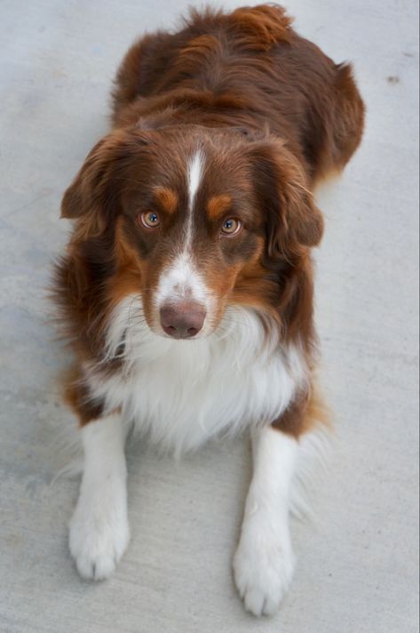 Red Tricolor Australian Shepherd, Red Tri Australian Shepherd, Miniature American Shepherd, American Shepherd, Mini Aussie, Dog Eyes, Dog Drawing, Australian Shepherd, Tri Color