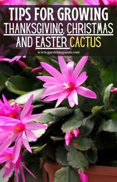 Calla Lily Bulbs, Christmas Cactus Care, Christmas Cactus Plant, Easter Cactus, Cactus House Plants, Thanksgiving Cactus, Holiday Cactus, Succulent Planter Diy, Cactus Care