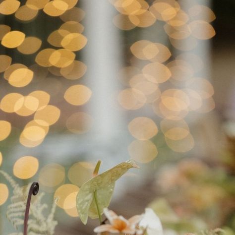 Details, Darling on Instagram: "Funky fall-toned floral arrangements paired with lit candles and twinkle lights create the perfect cozy vibe for your wedding reception. 

Photo: @arawcollection
Planning + Design: @detailsdarling @kenzie_swift
Rentals: @foundrentalco @catalogatelier @bbjlatavola
@brighteventrentals @adorefolklore
Florals: @theflowerboyco
Caterer: @tgiscatering
Music: @secondsong_official
Video: @thequailandthedove" Twinkle Lights, Twinkle Twinkle, Styled Shoot, Wedding Reception, Floral Arrangements, Candles, Green, Floral, Instagram