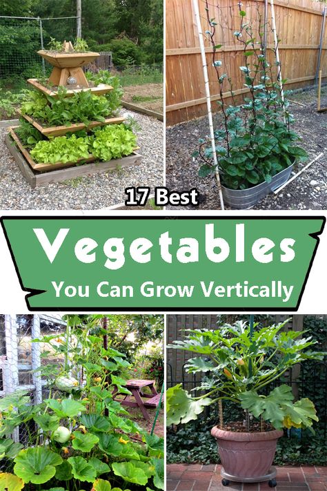 Short one space? Don't let it stop you from growing greens! Here are the Best Vegetables You Can Grow Vertically for a fresh supply! What Vegetables Can Grow Vertically, Cucumber Growing Vertical, Grow Cucumbers Vertically, Growing Zucchini Vertically, Pumpkin Trellis, Growing Cucumbers Vertically, Grow Vertically, Malabar Spinach, Growing Peas