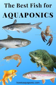 Best Fish For Aquaponics, Aquaponics Greenhouse, Backyard Aquaponics, Aquaponics Fish, Aquaponics Diy, Hydroponic Farming, Hydroponics Diy, Aquaponic Gardening, Aquaponics System