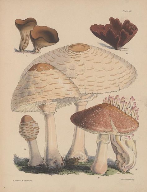 2 - Illustrations of the fungi of our fields and woods : - Biodiversity Heritage Library Fungi Illustration, Amanita Phalloides, Copyright Free Images, Mushroom Fungi, Harvard University, Scientific Illustration, Mushroom Art, Nature Prints, Small Things