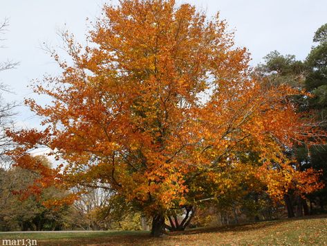 American Beech Tree - Fagus grandifolia - North American Insects & Spiders Gardening Zones, Northern Indiana, Beech Tree, Garden Help, Wild Plants, Deciduous Trees, Organic Plants, Growing Tree, Raised Garden Beds