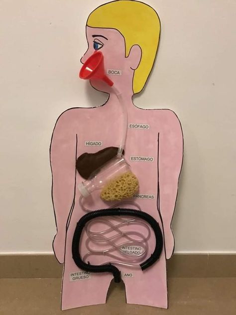 Digestive System Project, Silly Costumes, Digestive System Model, Human Body Systems Projects, Body Systems Project, Human Body Science Projects, Science Project Models, Science Fair Projects Boards, Human Body Projects