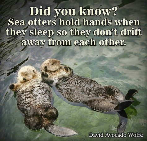 Did you know? Sea otters hold hands when they sleep so they don't drift away from each other. Happy Facts, Otters Holding Hands, Otter Love, Sea Otters, Sea Otter, Animal Facts, Cutest Thing Ever, Animal Quotes, Instagram Foto