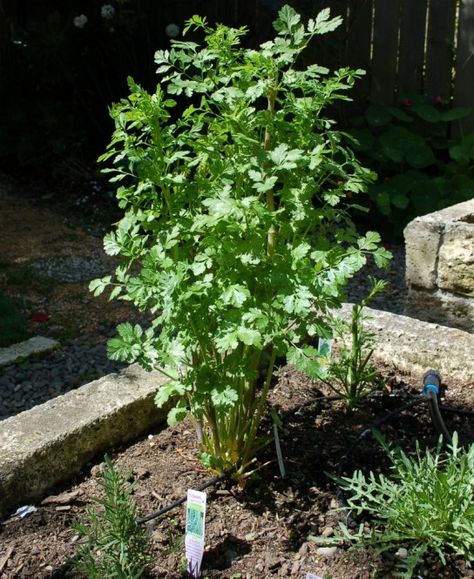 Taming My Cilantro Plant: 5 Recipes for Spring Recipes For Spring, Cilantro Plant, Cilantro Seeds, Cilantro Recipes, Rock Walls, Garden Herbs, Recipes For, Garden Veggies, Gardening 101