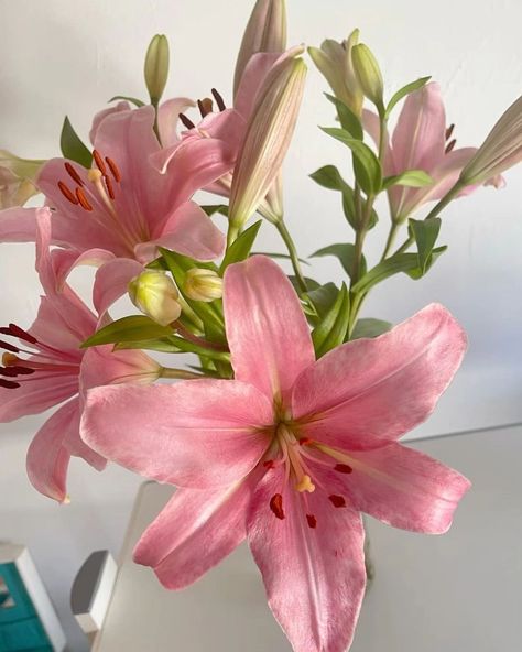 🌸🌸🌸The name lily comes from the Latin word for this type of flower, "lilium." The flowers represent purity, innocence, and rebirth🌸🌸🌸. This is my new found love 🌸🌸 Photos Flowers, Boquette Flowers, Nothing But Flowers, Flower Therapy, Pretty Plants, Beautiful Flowers Pictures, Pink Lily, Exotic Flowers, Lily Flower