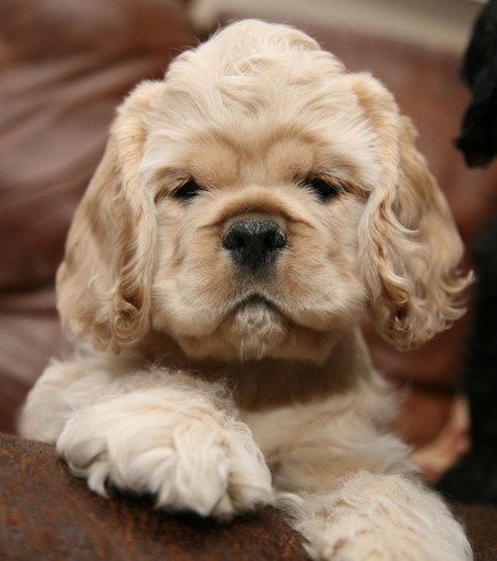 Cocker Spaniel Puppy, American Cocker Spaniel, Cocker Spaniel Puppies, Cute Puppy Pictures, Cocker Spaniel Dog, Cocker Spaniels, Spaniel Puppies, Puppy Photos, Spaniel Dog