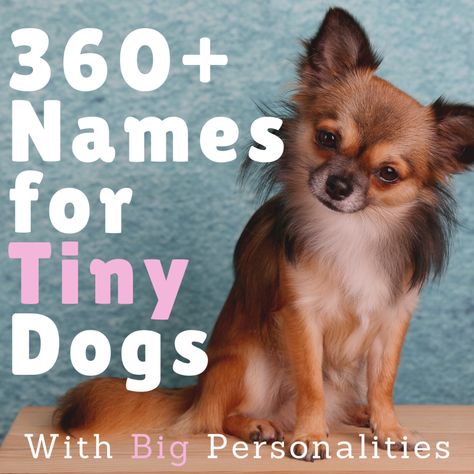 Small dogs make excellent companions. The only problem you might encounter would be picking out the perfect name. Here are 360+ small dog names (both male and female) to inspire you. Also included are name meanings, tips, and a video for even more inspiration. Small Dog Names Boys, Small Male Dog Names, Puppy Names Female, Male Dog Names Unique, Puppy Names Unique, Boy Puppy Names, Girl Dog Names Unique, Puppies Names Female