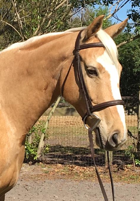 Palomino Arabian, Palomino Thoroughbred, Palomino Quarter Horse, Dream Horse, Horse Coloring, Arabian Horse, Quarter Horse, Thoroughbred, A Horse