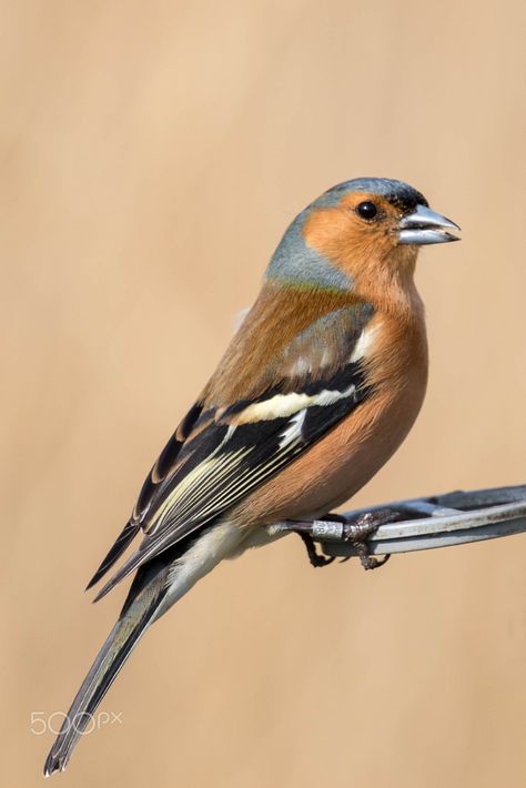 Akvarel Illustration, Wild Birds Photography, Chaffinch, World Birds, Most Beautiful Birds, British Wildlife, Nature Birds, Bird Pictures, Bird Drawings