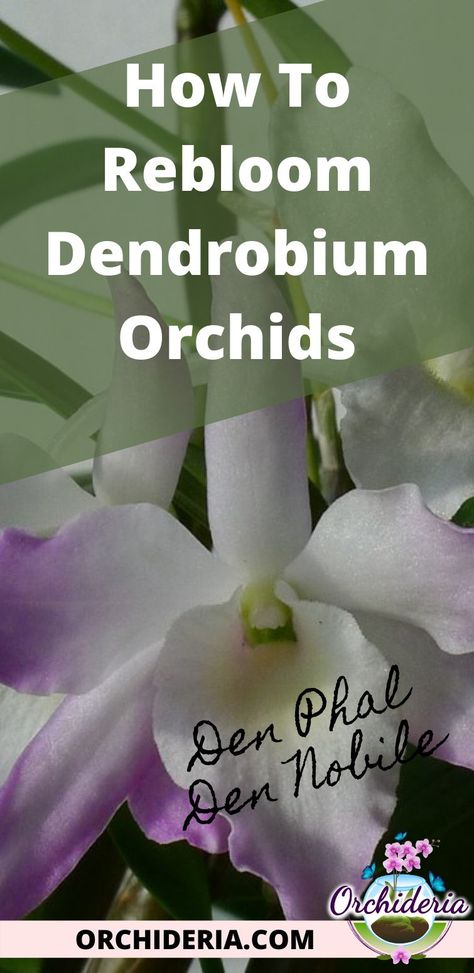 A Dendrobium Nobile will rebloom yearly when a reduction of 20 to 30% in water has occurred, temperatures have dropped to 55° F or 13° C during fall and winter, and when potassium levels are increased. A Dendrobium Phalaenopsis will rebloom up to three times a year when watering is slightly decreased during fall and winter, but all other conditions remain the same. Read the full article at: https://orchideria.com/how-to-rebloom-a-dendrobium-orchid/ Orchid Rebloom, White Dendrobium Orchids, Dendrobium Nobile, Phalaenopsis Orchid Care, Orchid Fertilizer, Orchid Plant Care, Dendrobium Orchid, Flower Structure, Houseplant Care