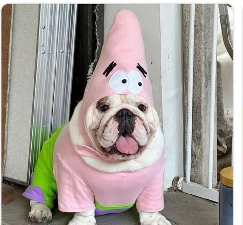 English Bulldog Funny, Bulldog Pics, Goofy Dog, Best Suits, Bulldog Funny, Cute Bulldogs, Pet Halloween Costumes, Cute Animals Puppies, Funny Animal Photos