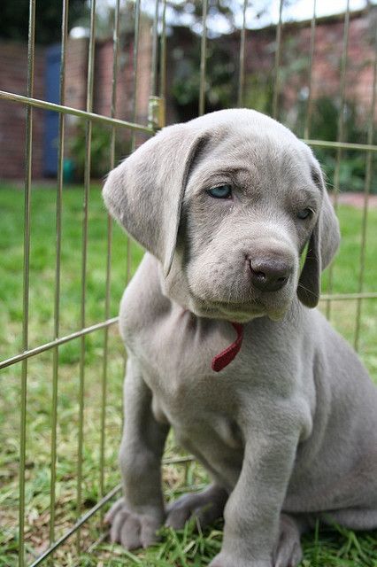 by sarzc Silver Lab Puppies, Silver Lab, Lab Puppy, Labrador Retriever Puppies, Rottweiler Puppies, Lab Puppies, Labrador Puppy, Sweet Dogs, Weimaraner