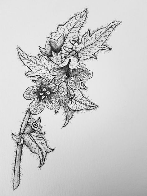 Henbane Flower, Henbane Drawing, Henbane Tattoo, Poison Plant Tattoo, Deadly Plants Tattoo, Poisonous Plant Tattoo, Poisonous Plants Tattoo, Creepy Botanical Tattoo, Witch Plants Illustration