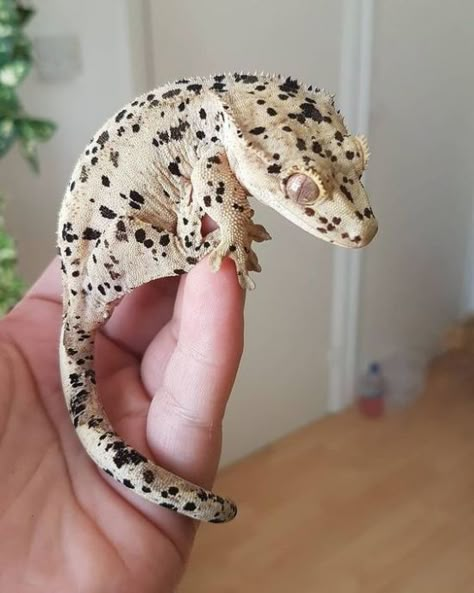 Leopard Gecko Funny, Crested Gecko Morphs, Crested Gecko Care, Leopard Gecko Habitat, Funny Animal Pics, Gecko Habitat, Cute Gecko, Cute Lizard, Reptile Room