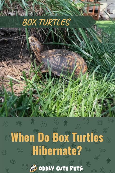 To be a good pet owner, you need to know when box turtles hibernate and how to provide for them safely during this time. [DETAILS] Box Turtle Habitat Outdoor, Box Turtle Habitat, Turtle Enclosure, Box Turtles, Eastern Box Turtle, Low Maintenance Pets, Tortoise Habitat, Turtle Habitat, Box Turtle