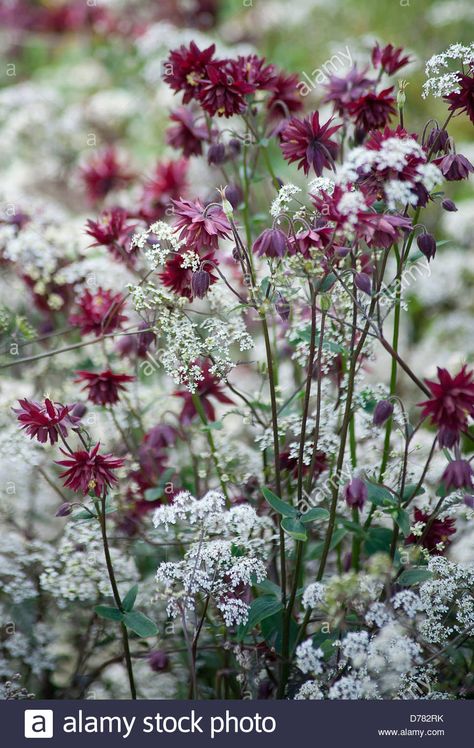 Aquilegia vulgaris 'Nora Barlow' growing amongst umbels of small, white flowers of Anthriscus sylvestris, cow parsley. Stock Photo Aquilegia Vulgaris, Beauty In Nature, Cow Parsley, Cottage Garden Plants, Small White Flowers, Plant Photography, Poster Size Prints, Plant Combinations, Chelsea Flower