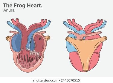 Anatomy of frog heart illustrations two versions for biology science education Oceanography Marine Biology, Frog Heart, Biology Science, Biology Facts, Heart Anatomy, Heart Illustration, Twitter Banner, Oceanography, Photo Wedding Invitations