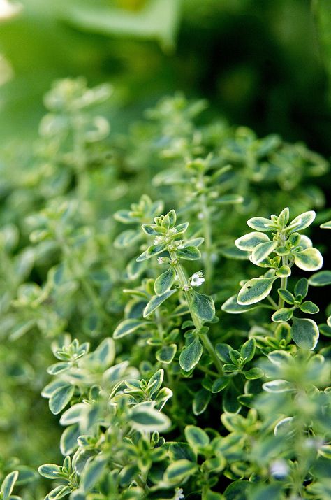 Thyme Edging Plants, Herb Containers, Lemon Thyme, Fragrant Garden, Red Cottage, Aromatic Plant, Best Plants, Landscape Edging, Herbs Indoors