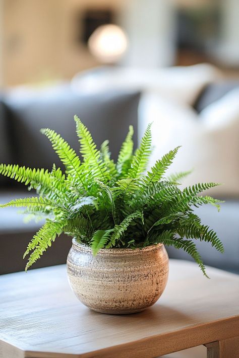 Boston Fern (Nephrolepis exaltata) is a lush and elegant choice for any home! 🌿🏡 With its feathery, arching fronds and rich green color, this plant is a delightful blend of beauty and sophistication. Quick to thrive in humid environments and bursting with air-purifying benefits, Boston Fern is perfect for creating a fresh and vibrant indoor oasis. 🌱✨ #BostonFern #NephrolepisExaltata #IndoorPlants #EasyCare #AirPurifying #GreenHome #PlantLover Houseplants Aesthetic, Boston Fern Indoor, Nephrolepis Exaltata, Indoor Oasis, Backyard Chicken Coop Plans, Boston Fern, Plants Are Friends, Hanging Plants Indoor, Fern Plant