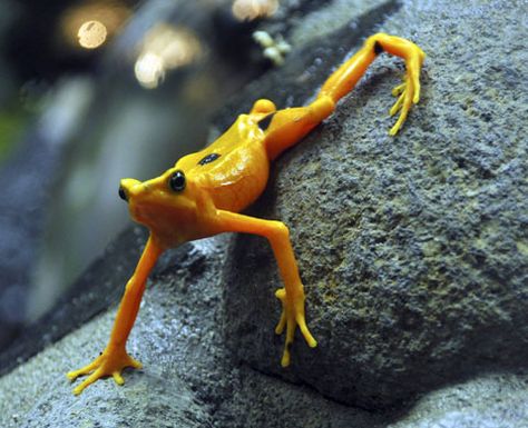 Golden Frog, Golden Toad, Frog Frog, Dart Frog, Interesting Animals, Funny Frogs, A Frog, Frog And Toad, Fast Moving