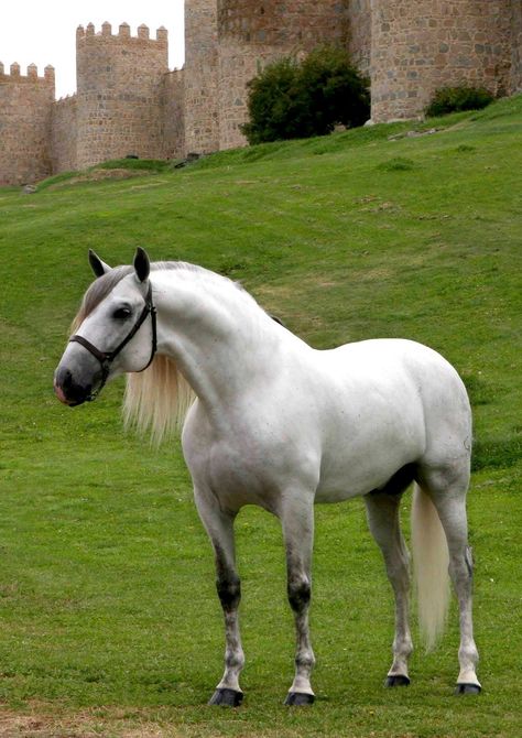 Gray Horses, Horse Standing, Spanish Horse, Stallion Horses, Beautiful Horse Pictures, Horse Inspiration, Andalusian Horse, Grey Horse, Gorgeous Scenery