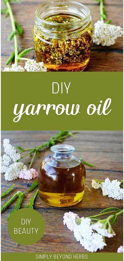 Create your own DIY Yarrow Oil with our guide, a highlight in our DIY Beauty & Homemade Beauty Products series. This homemade oil leverages the healing properties of yarrow for skin and hair care. It's a natural, effective solution for various skin and hair concerns, embodying the essence of DIY health and beauty. Learn more about the benefits of DIY and homemade beauty products. Find more Natural Oils, Herbal Oils for Skin, and Homemade Skin Care at simplybeyondherbs.com. Tincture Recipes, Apothecary Ideas, Plant Uses, Yarrow Oil, Healing Acne, Yarrow Plant, Medicinal Weeds, Yarrow Flower, Herbal Medicine Recipes