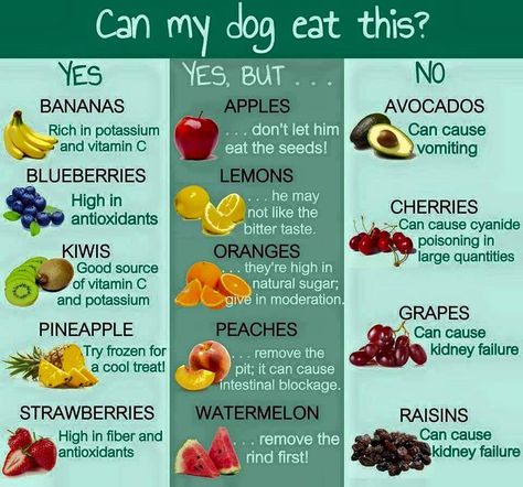 Good and bad fruits for dogs Katt Diy, Dog Body Language, Dog Girl, Golden Retriever Mix, Food Charts, Healthy Dog Food Recipes, Human Food, Can Dogs Eat, Dog Recipes